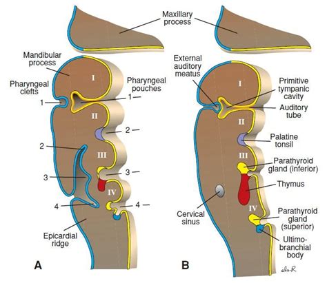 branchial-cleft-2 | Medical anatomy, Female reproductive system anatomy, Pharmacology nursing