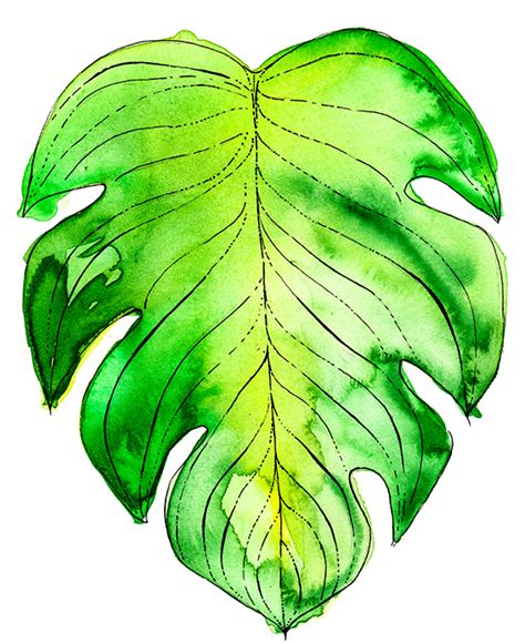 Tropical Leaf Drawing at GetDrawings | Free download