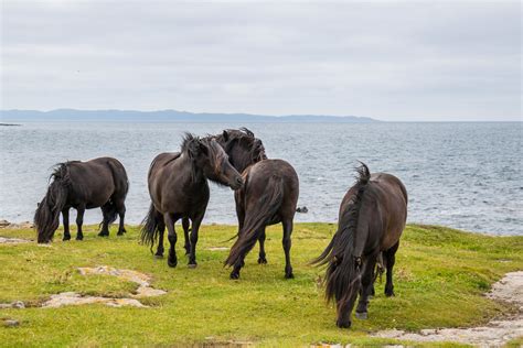 Horses with Sea view | Susanne Nilsson | Flickr