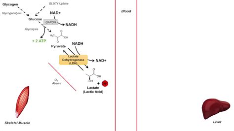 Cori Cycle | Lactic Acid Metabolism | Purpose and Importance in Anaerobic Metabolism - YouTube