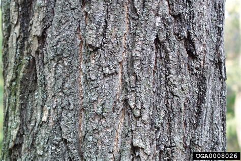 black locust (Robinia pseudoacacia)