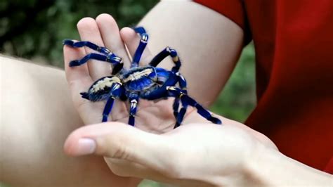 Blue Tarantula amazing species #bluetarantula #DiscoveryHindi - YouTube