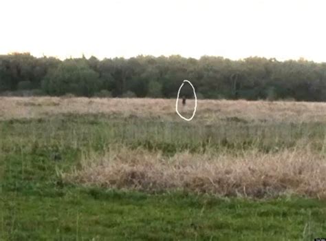 Skunk Ape Sighting In Myakka Florida; Is This Bigfoot's Cousin? (VIDEO)