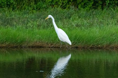 Premium Photo | White swan on lake