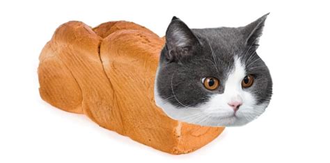 What Is A Cat Loaf? Why Do Cats Do It?