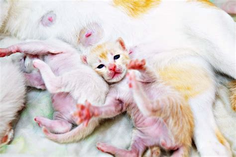 Post-birth Complications In Cats [A Comprehensive Guide] - TheCatSite