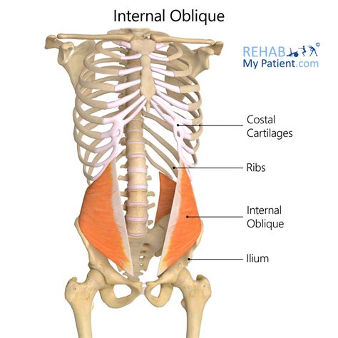 Internal Oblique | Rehab My Patient