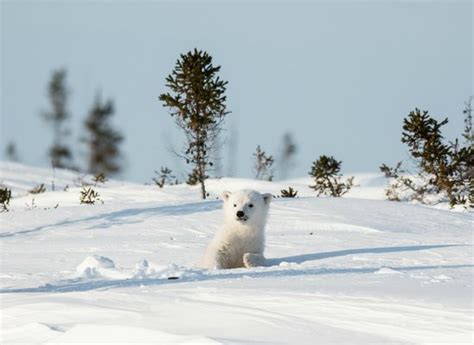 Wapusk National Park (Churchill) - 2021 All You Need to Know Before You ...