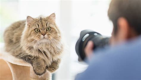 I 40 migliori Fotografi Animali Domestici a Palagiano | ProntoPro