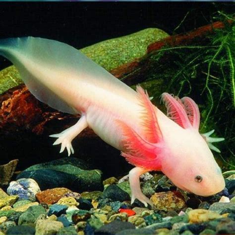 5 Strange and Intriguing Fish to Add to Your Aquarium | Featured Creature