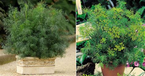 How to Grow Most Productive Dill in Pots in 2021 | How to grow dill, Plants, Growing seeds