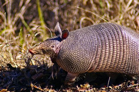 Amazing Facts about the Armadillo | OneKind Planet A-Z