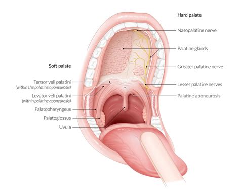 Cleft Palate Anatomy