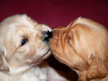 Funny Cute Kissing Puppies New Photos - Pets Cute and Docile