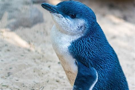 What are 5 interesting facts about penguins?