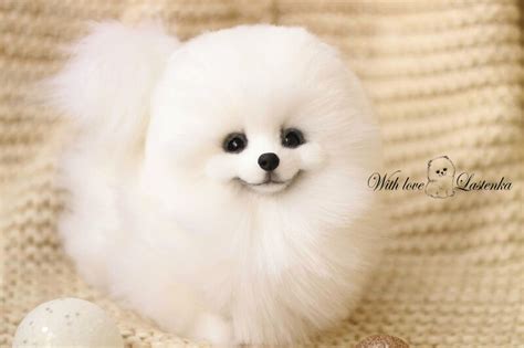 Are There White Pomeranians