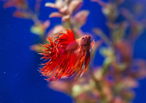 Bringing a Slice of Serenity: How to Create a Betta Fish Paradise in Your Home Tank