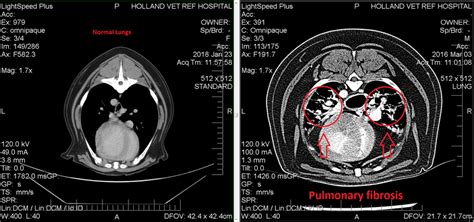 Tanovea® – A Novel Treatment for Lymphosarcoma