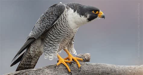 Peregrine Falcon - Adopt Raj the Peregrine Falcon - Hawk Conservancy ...