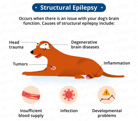 Epilepsy Symptoms