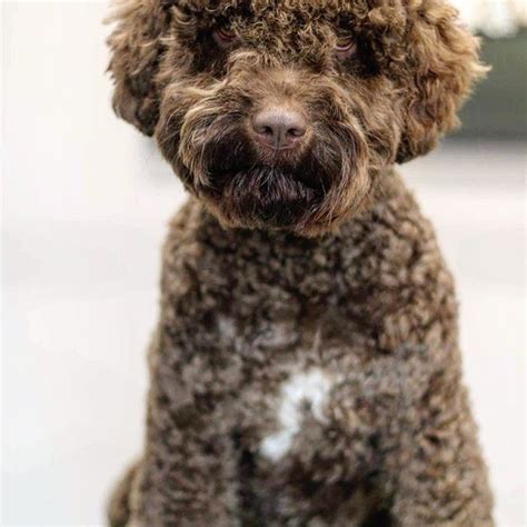 14 Interesting Facts About the Lagotto Romagnolo | Page 2 of 3 | PetPress