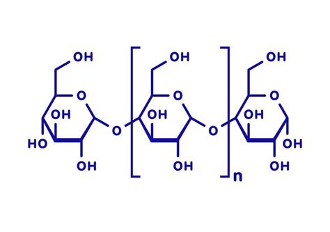 Polysaccharide Definition and Functions