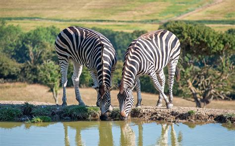 On safari in the UK: Glamping at Port Lympne Giraffe Lodge – On the Luce travel blog