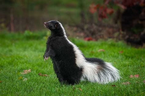 40 Skunk Facts About This Misunderstood Critter - Facts.net