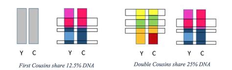 Are Double Cousins Genetically Siblings? | CRI Genetics