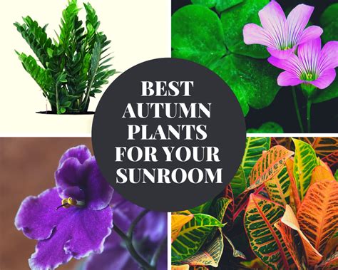 The Best Autumn Plants for Your Sunroom - Sunspace Sunrooms