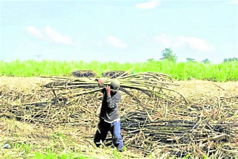 Regulator forecasts better sugar production in 2023-2024 | Inquirer ...