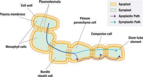 4.5.2: Translocation (Assimilate Transport) - Biology LibreTexts