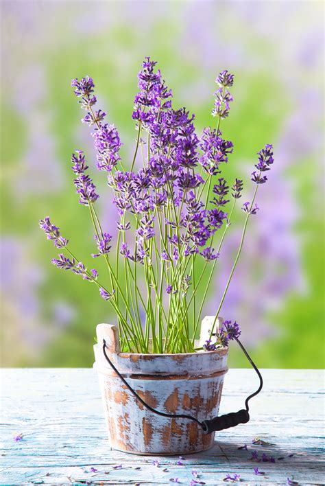 Lavender Plant Care: It Needs a Little Bit of Time and Expertise ...