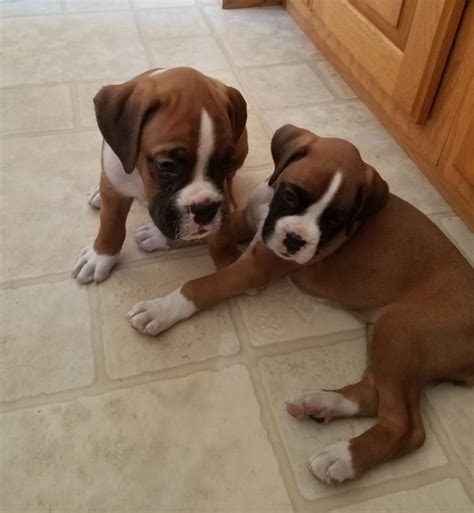 Boxer puppies for sale FOR SALE ADOPTION from Adelaide Queensland Brisbane Metro @ Adpost.com ...