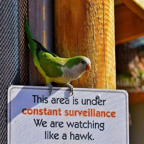 50 Parrots That Prove There Is Never A Dull Moment When Owning Them As ...