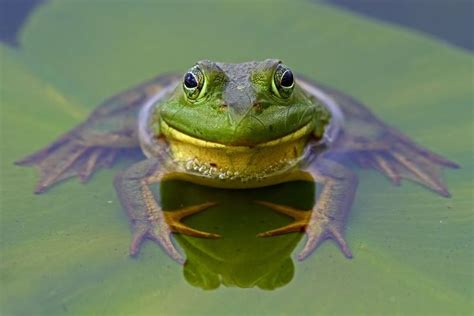 American Bullfrog | National Geographic | Amphibians, Frog species, Frog