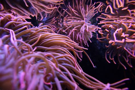 Fascinating Facts About Sea Anemones You Never Knew