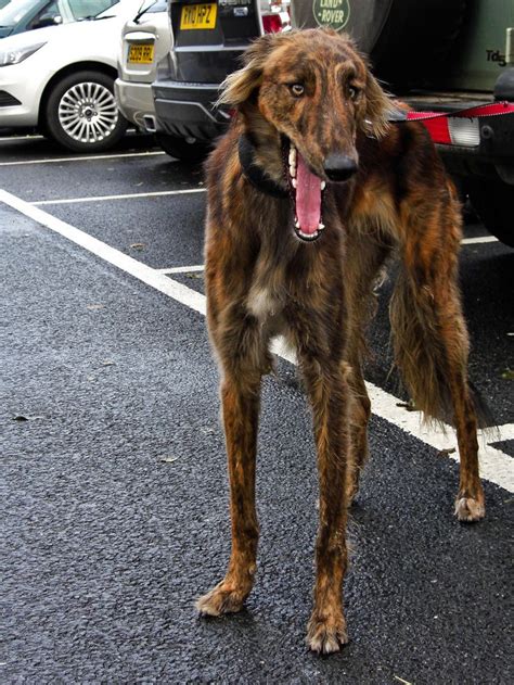 11 best Borzoi (Mix) images on Pinterest | Dog breeds, Species of dogs and Animaux