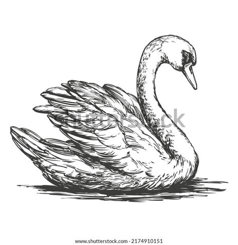 10.520 Isolated Vintage Swan Images, Stock Photos & Vectors | Shutterstock