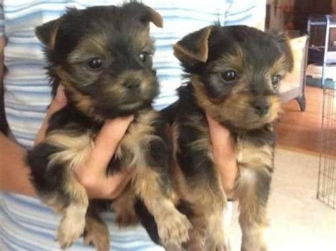 Adorable Yorkie Puppies For Adoption - Burlington - Animal, Pet