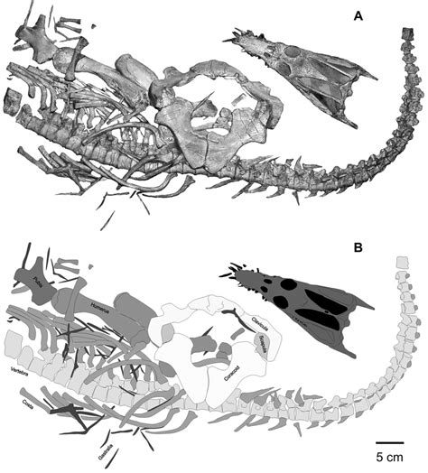 Nothosaurus juvenilis Edinger, 1921 skeleton (= Holotype of "N ...