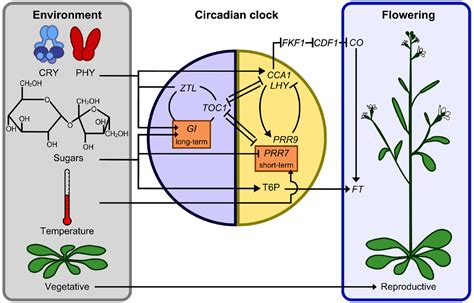 Frontiers | Interactions between circadian clocks and photosynthesis for the temporal and ...