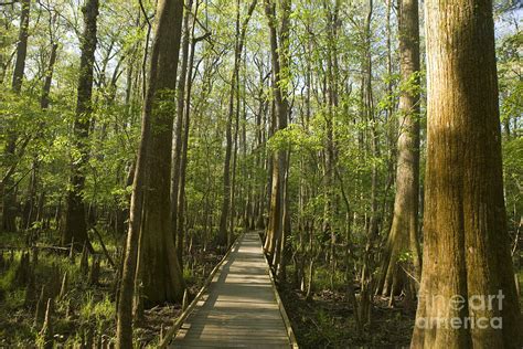 Boardwalk through Congaree National Park, South Carolina Photograph by ...