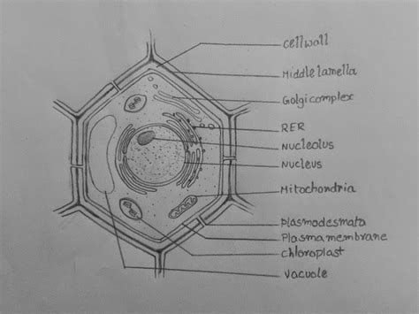 Learn Biology, Biology Facts, Study Biology, Biology Lessons, Teaching Biology, Science Biology ...