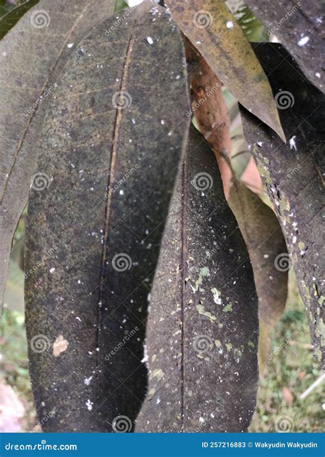Diseased mango leaves stock image. Image of insect, black - 257216883