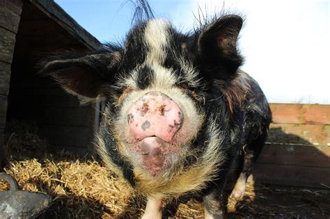 Kunekune Pigs: Are They Right For Your Homestead?