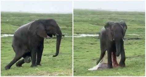 Video of elephant giving birth in Kenya reserve goes viral