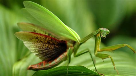 Mantis Religiosa | Fotos, Características, Tipos y Apareamiento ¿se ...