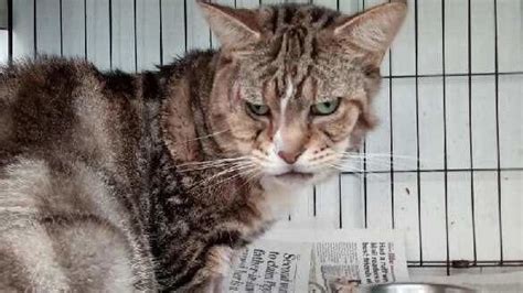 Petition · Justice for Norman the cat · Change.org