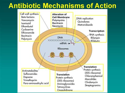 Chemotherapy of Bacterial Infections. Antibiotics - презентация онлайн